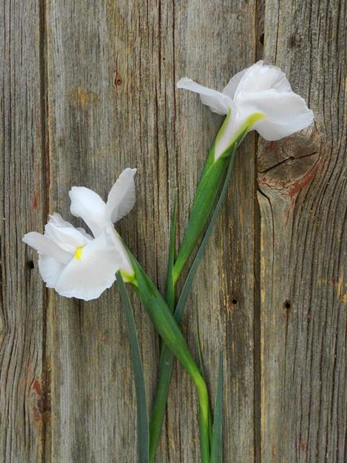 WHITE IRIS